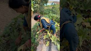 Mera Kitchen Garden 🪴 music song oldisgold bollywood viralvideo hindisong [upl. by Sauers585]