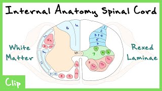 Internal Anatomy Of The Spinal Cord Explained Rexed Laminae amp White Matter Tracts  Clip [upl. by Eanram928]