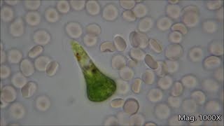 Comparing Microorganism Size Under the Microscope [upl. by Aid]