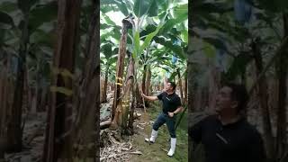 Sigatoka negra Ensayo Comercial IONIC vs MANCOZEB parte 2 [upl. by Anaik40]