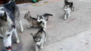 7 12 weeks old Alaskan Malamute puppies and their parents Yuna and Zuko [upl. by Licastro]