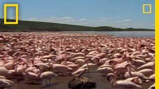 Baboon vs Flamingos  National Geographic [upl. by Inat252]