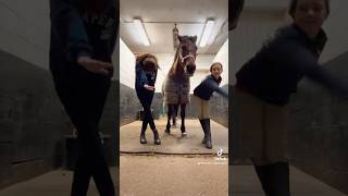 💓 horse equestrian viralvideo fypシ゚ fyp shorts [upl. by Adyahs]