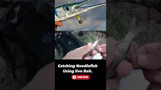 NEEDLEFISH ON A LIVE BAIT [upl. by Japheth]