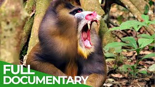 Wildlife Instincts  Mandrills  Battle of the Alphas  Free Documentary Nature [upl. by Maximilien]