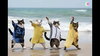 Cats DANCING on the BEACH go VIRAL MUST SEE 🐱🏖️ [upl. by Nagel921]