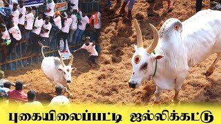 புகையிலைப்பட்டி ஜல்லிக்கட்டு தரமான சம்பவம் [upl. by Ahsekan]