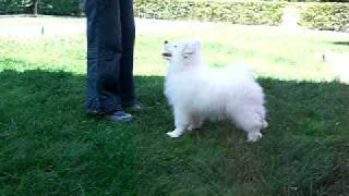 De Villaodon Samoyedos  wwwvillaodoncom [upl. by Atelra]