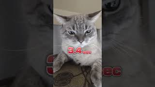 🐱 Quanto tempo eu consegui dar tapa na tela 🐱 EFEITO 100 Tap Challenge [upl. by Oeht659]