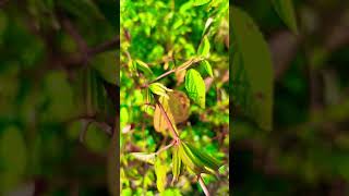 Corchorus aestunas  leon levy native plant ☘️ ytshorts trending corchorus [upl. by Ahsinyar]