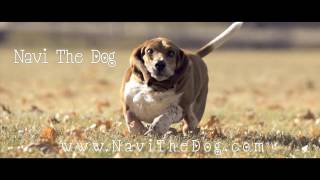 Navi the Basset Hound Running In Slow Motion HD [upl. by Monahan]