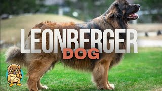 12 Things Only Leonberger Dog Owners Understand [upl. by Meriel878]