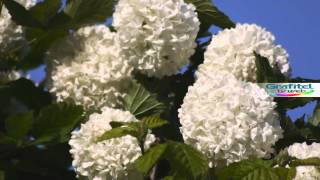 Copos de Nieve Viburnum Opulus [upl. by Gusti]