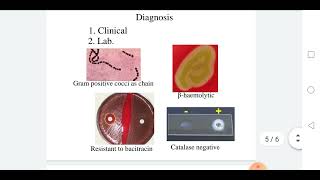 Streptococcus agalactiae [upl. by Atiuqiram587]