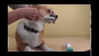 CET Toothpaste for Dogs and Cats Promotes Dental Health and Fresh Breath [upl. by Eihctir]