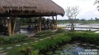 Visesa resort ubud [upl. by Noswad]