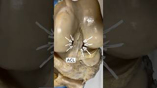 UNIQUE look at a REAL Anterior Cruciate Ligament ACL anatomy acl kneepain medicalstudent [upl. by Yesnil965]