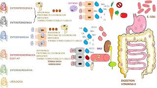 E COLI  Escherichia Coli [upl. by Noakes]