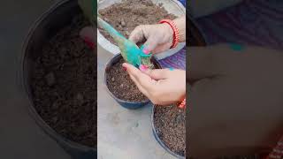 Repoting of adenium seedling plants gardening [upl. by Schwejda230]