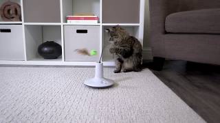 Petlinks® Pure Commotion™ electronic cat toy [upl. by Rebmit]