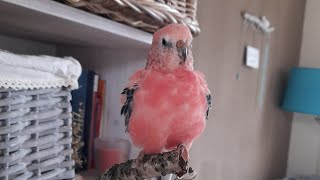 Rosey Bourke parakeet singing [upl. by Ancelin]