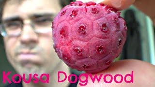 Kousa Dogwood Review  Weird Fruit Explorer Ep 114 [upl. by Onfroi148]