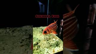 squirrelfish fish aquarium fishing marineaquarium india travel [upl. by Aryam]