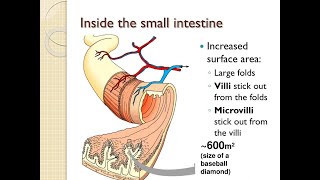 Surface area of the small intestine Plicae circularis Villi and Microvilli [upl. by Roswell]