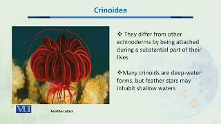 Crinoidea  Biodiversity amp EvolutionII  BT201Topic049 [upl. by Campos53]