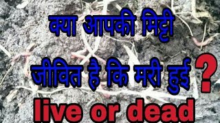 No173 Living soil vs Dead soil Soil vs Dirt How to change dead soil living soil Hindi Urdu [upl. by Ikeda505]