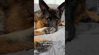 Nebula was a little offended 🤣 germanshepherd cutedog funny [upl. by Enelaehs]