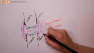 Dyrlegehjelpens  Hva er forkalkning  artrose [upl. by Bridget]