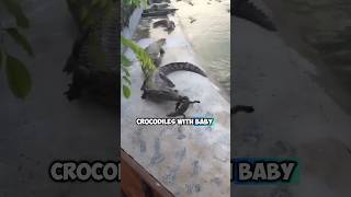 They fed hungry crocodiles with baby crocodiles [upl. by Sessilu19]