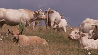 Le parc national du Mercantour fête ses 40 ans avec l’agropastoralisme [upl. by Schwenk]