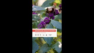 Beautyberry Callicarpa americana amp Callicarpa dichotoma [upl. by Monafo]