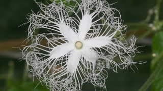 Identifying male and female flowers in snake gourd plant podalanga chinesecucumber [upl. by Ulphiah]