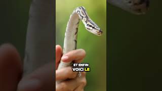 Saviezvous que le Python Regius est le serpent le plus populaire chez les passionnés de reptile [upl. by Deckert]