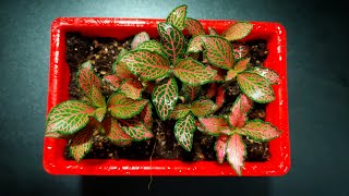 Fittonia Plant  Potting Mix For Fittonia Plant  Fittonia Repotting amp Its Care [upl. by Nelda]