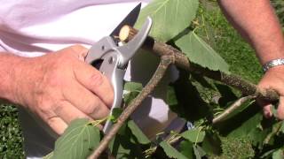 Ratchet Pruners By The Gardeners Friend How To Use [upl. by Idona]