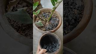 ZZ PLANT Care and tips for healthy growth 💚✨shorts garden gardentips [upl. by Ondrej]