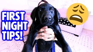 First Night with NEW PUPPY 🤗 How to Survive Your First Day Home [upl. by Htinnek]