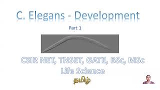 C elegans Development Part 1 CSIR NET TNSET GATE Life Science BSc MSc Biology [upl. by Samid766]