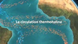 La circulation thermohaline [upl. by Dunc]