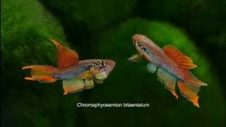 Aphyosemion Chromaphyosemion bitaeniatum Lagos [upl. by Merrick]