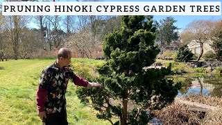 Pruning Hinoki Cypress Garden Trees [upl. by Leroi]