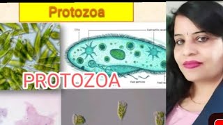 Animal Kingdom  phylum Protozoa non chordatachordata classification  NEET biologyBScMSc [upl. by Marlea]