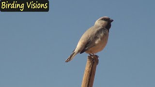 Desert Sparrow singing  Saharan Desert  Birds of Morocco [upl. by Om]