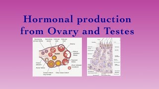 ENDOCRINE SYSTEMHormonal production from Ovary and TestesPart12 [upl. by Ynnub262]