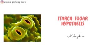 Starch  Sugar Hypothesis  Malayalam  Mechanism Of Stomatal Movement  Plant Physiology [upl. by Htabazile833]