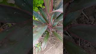 Cordyline plant my garden update garden plants gardening [upl. by Sleinad]